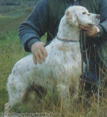 Setter Anglais ORLIN DEL DIANELLA Setter Anglais ORLIN DEL DIANELLA